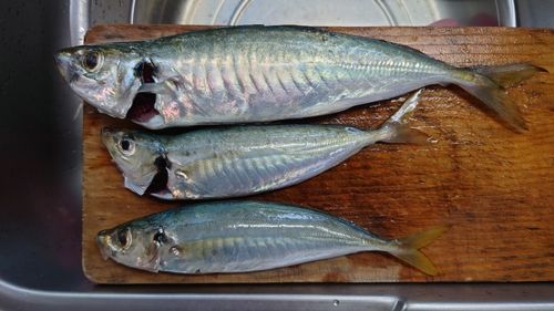 マルアジの釣果