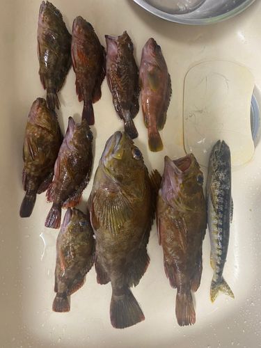 伊豆大島