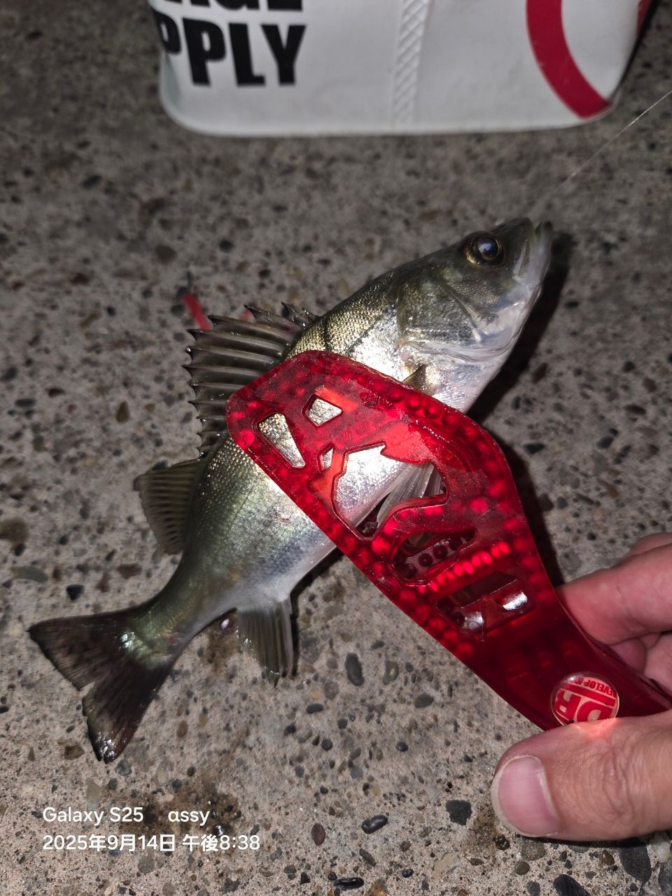 セイゴ（マルスズキ）