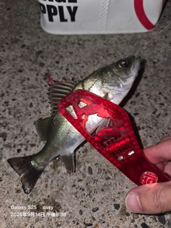 セイゴ（マルスズキ）の釣果