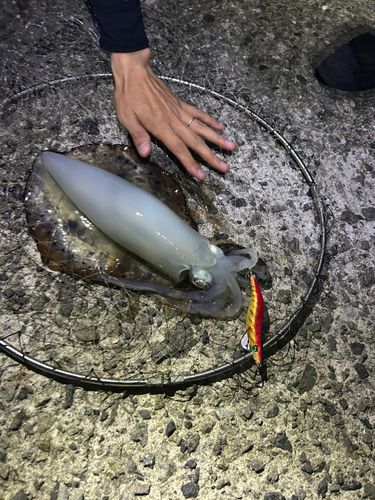 釣果