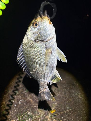 根岸湾