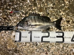 クロダイの釣果