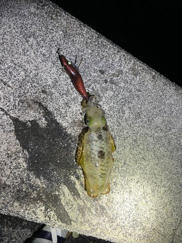 アオリイカの釣果