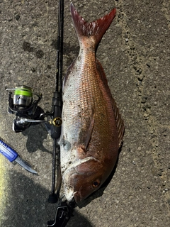 タイの釣果