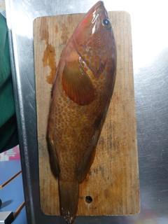 キジハタの釣果