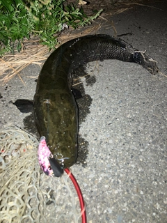 ライギョの釣果