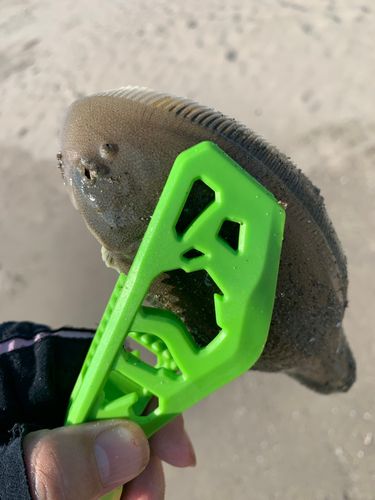 シタビラメの釣果