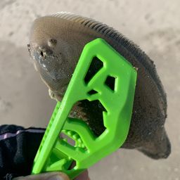 シタビラメ