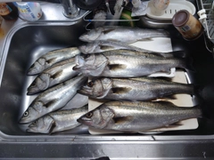 スズキの釣果