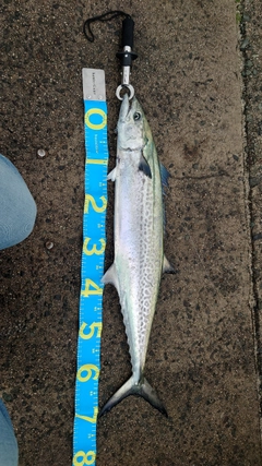 サワラの釣果