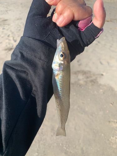シロギスの釣果