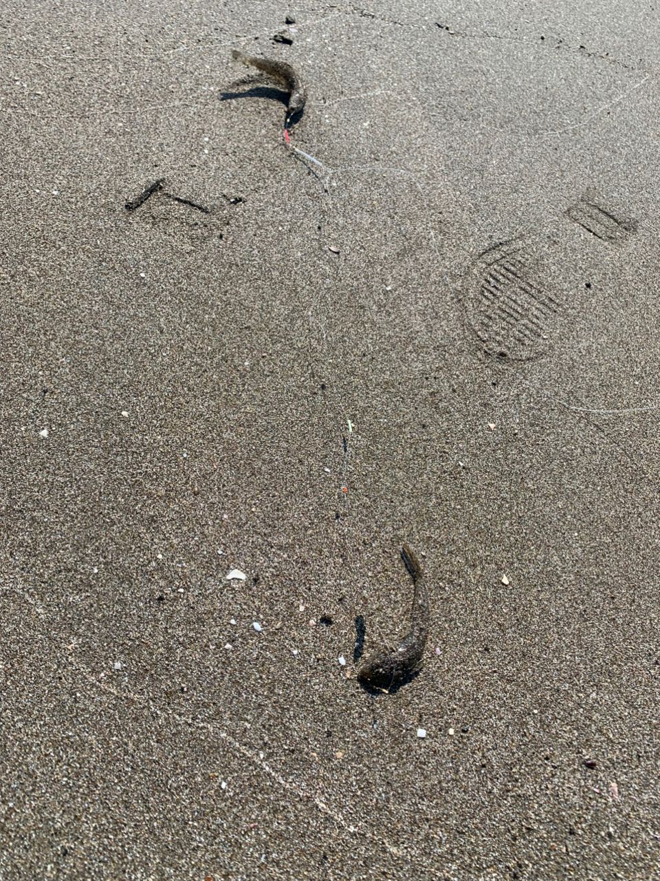 シロギス