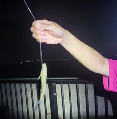 セイゴ（ヒラスズキ）の釣果