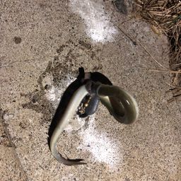 ウナギ