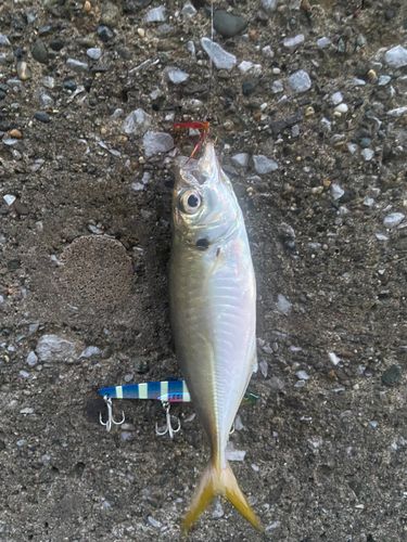 マアジの釣果