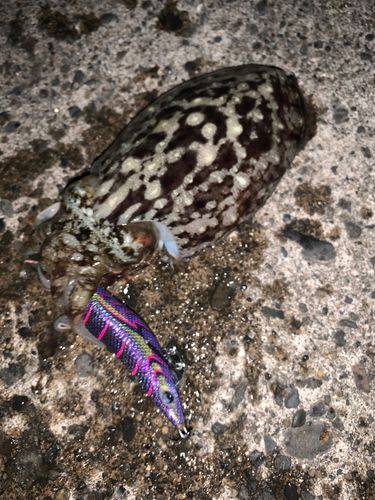 コウイカの釣果