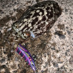 コウイカ