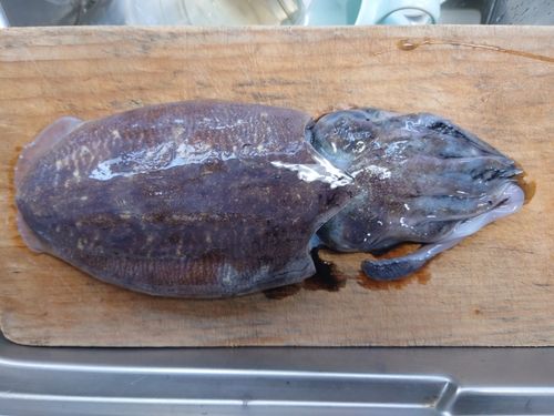 コウイカの釣果