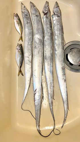 タチウオの釣果