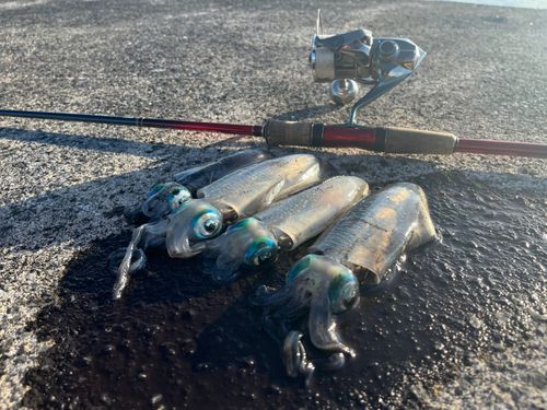 アオリイカの釣果