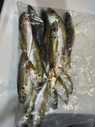 垂水漁港