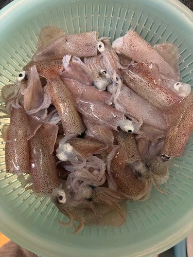 チイチイイカの釣果
