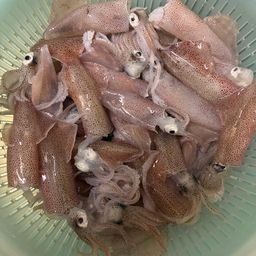 チイチイイカ
