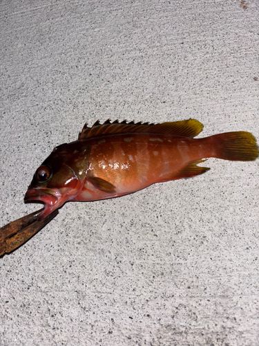 アカハタの釣果