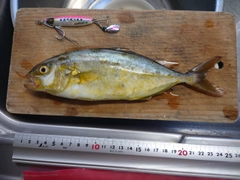 ネリゴの釣果