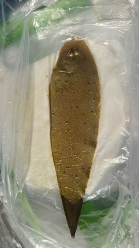 クロウシノシタの釣果