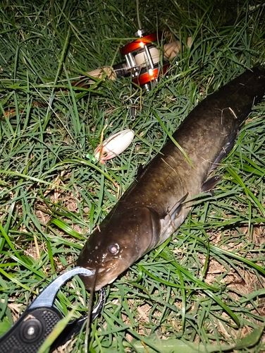 ナマズの釣果