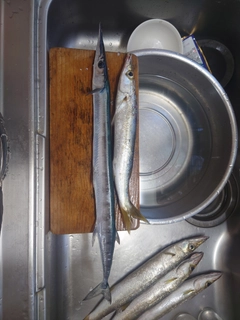 ダツの釣果