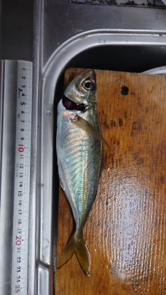 マアジの釣果