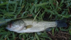 ラージマウスバスの釣果