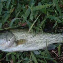 ラージマウスバス