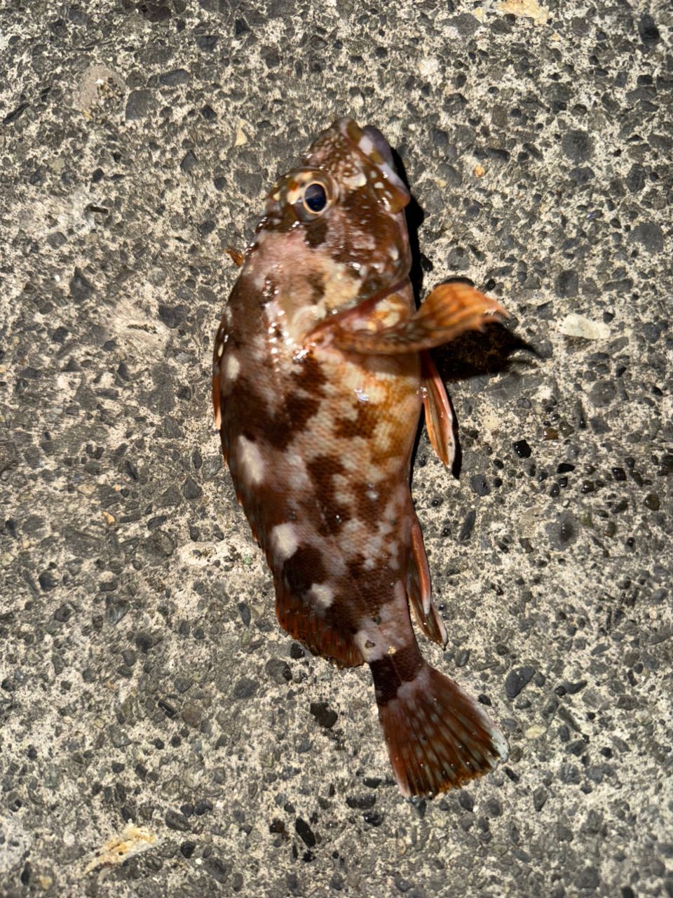カサゴ