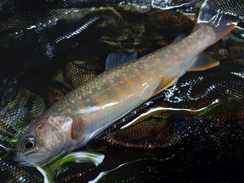 イワナの釣果