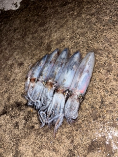 マメイカの釣果