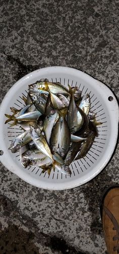 アジの釣果