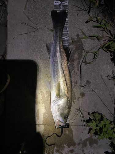 シーバスの釣果