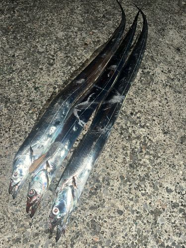 タチウオの釣果