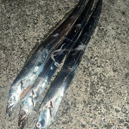 タチウオ