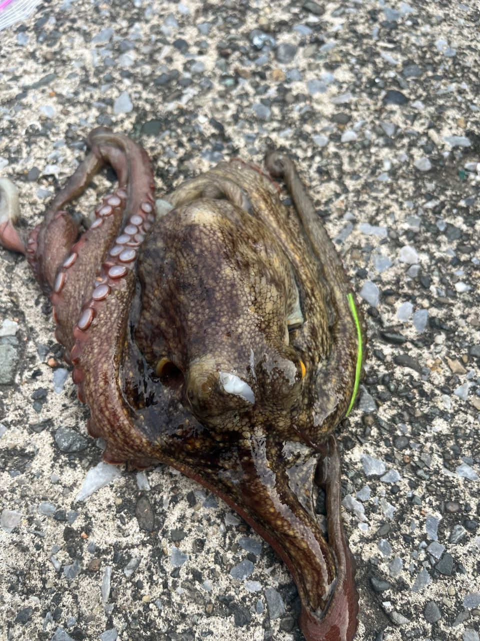 タチウオ