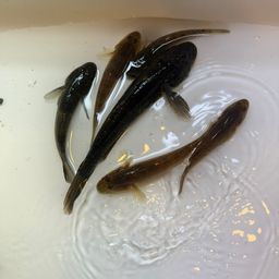 マハゼ