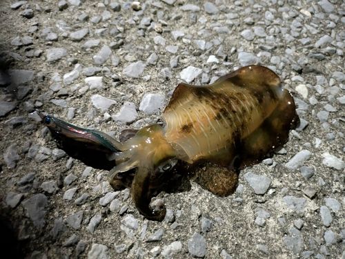 アオリイカの釣果