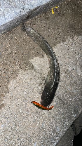 ニホンナマズの釣果