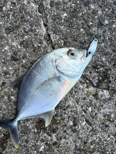 メッキの釣果
