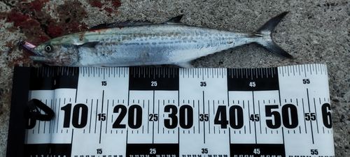 サゴシの釣果