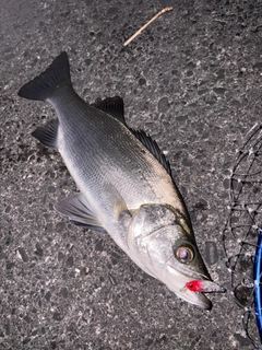 ヒラスズキの釣果